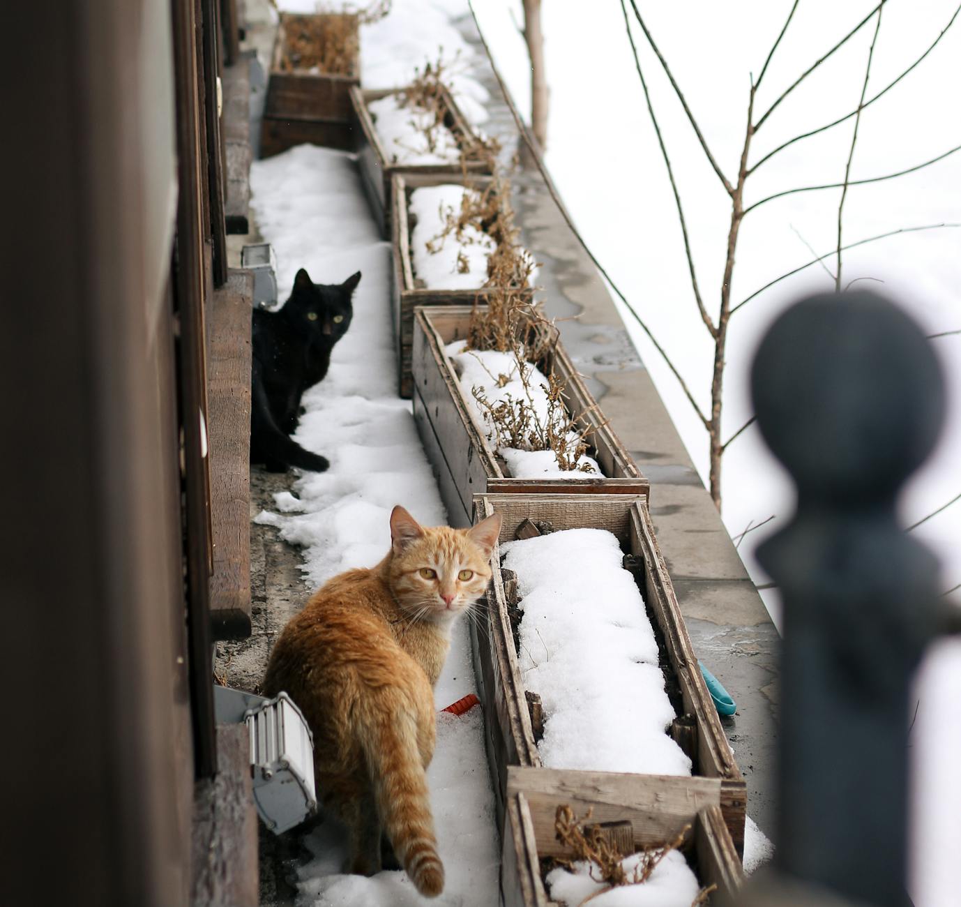 엔진룸 고양이 침입 방지 겨울철 노킹 매너 가이드 매뉴얼 팁
