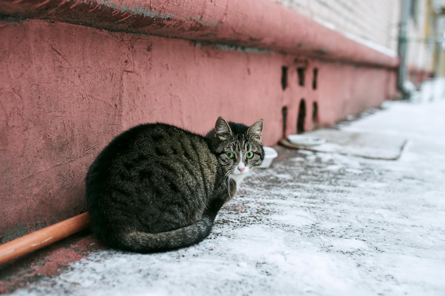 엔진룸 고양이 침입 방지 방법 및 겨울철 노킹 매너 가이드