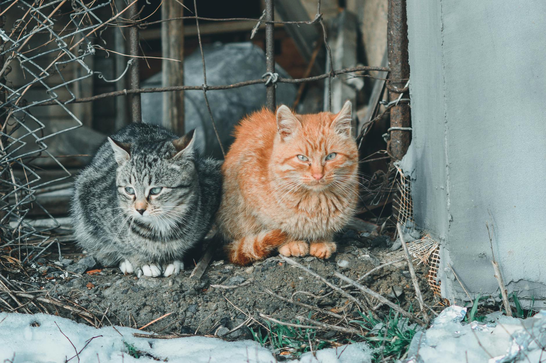 엔진룸 고양이 침입 방지 방법 및 겨울철 노킹 매너 가이드